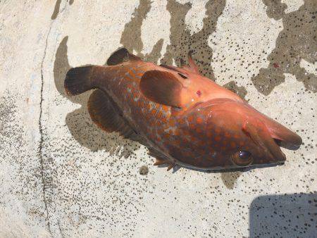 アコウですよね？